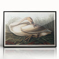 Realism Art Print of Trumpeter Swan - Elegant Nature Illustration