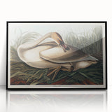 Realism Art Print of Trumpeter Swan - Elegant Nature Illustration
