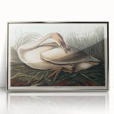 Realism Art Print of Trumpeter Swan - Elegant Nature Illustration