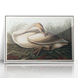Realism Art Print of Trumpeter Swan - Elegant Nature Illustration