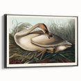 Realism Art Print of Trumpeter Swan - Elegant Nature Illustration