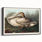 Realism Art Print of Trumpeter Swan - Elegant Nature Illustration