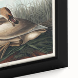Realism Art Print of Trumpeter Swan - Elegant Nature Illustration
