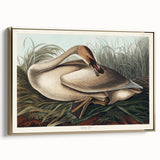 Realism Art Print of Trumpeter Swan - Elegant Nature Illustration