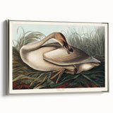 Realism Art Print of Trumpeter Swan - Elegant Nature Illustration