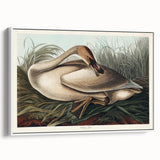 Realism Art Print of Trumpeter Swan - Elegant Nature Illustration