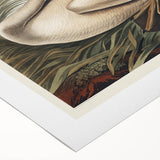 Realism Art Print of Trumpeter Swan - Elegant Nature Illustration