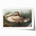 Realism Art Print of Trumpeter Swan - Elegant Nature Illustration