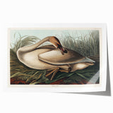 Realism Art Print of Trumpeter Swan - Elegant Nature Illustration