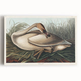 Realism Art Print of Trumpeter Swan - Elegant Nature Illustration