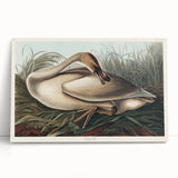 Realism Art Print of Trumpeter Swan - Elegant Nature Illustration