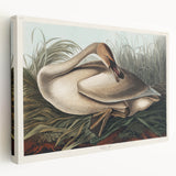 Realism Art Print of Trumpeter Swan - Elegant Nature Illustration