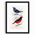 Romantic Era Art: Exotic Bird Illustrations by Charles Dessalines d’Orbigny