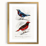 Romantic Era Art: Exotic Bird Illustrations by Charles Dessalines d’Orbigny