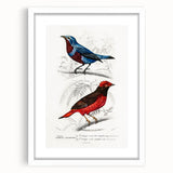 Romantic Era Art: Exotic Bird Illustrations by Charles Dessalines d’Orbigny