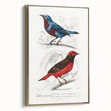 Romantic Era Art: Exotic Bird Illustrations by Charles Dessalines d’Orbigny