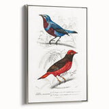 Romantic Era Art: Exotic Bird Illustrations by Charles Dessalines d’Orbigny