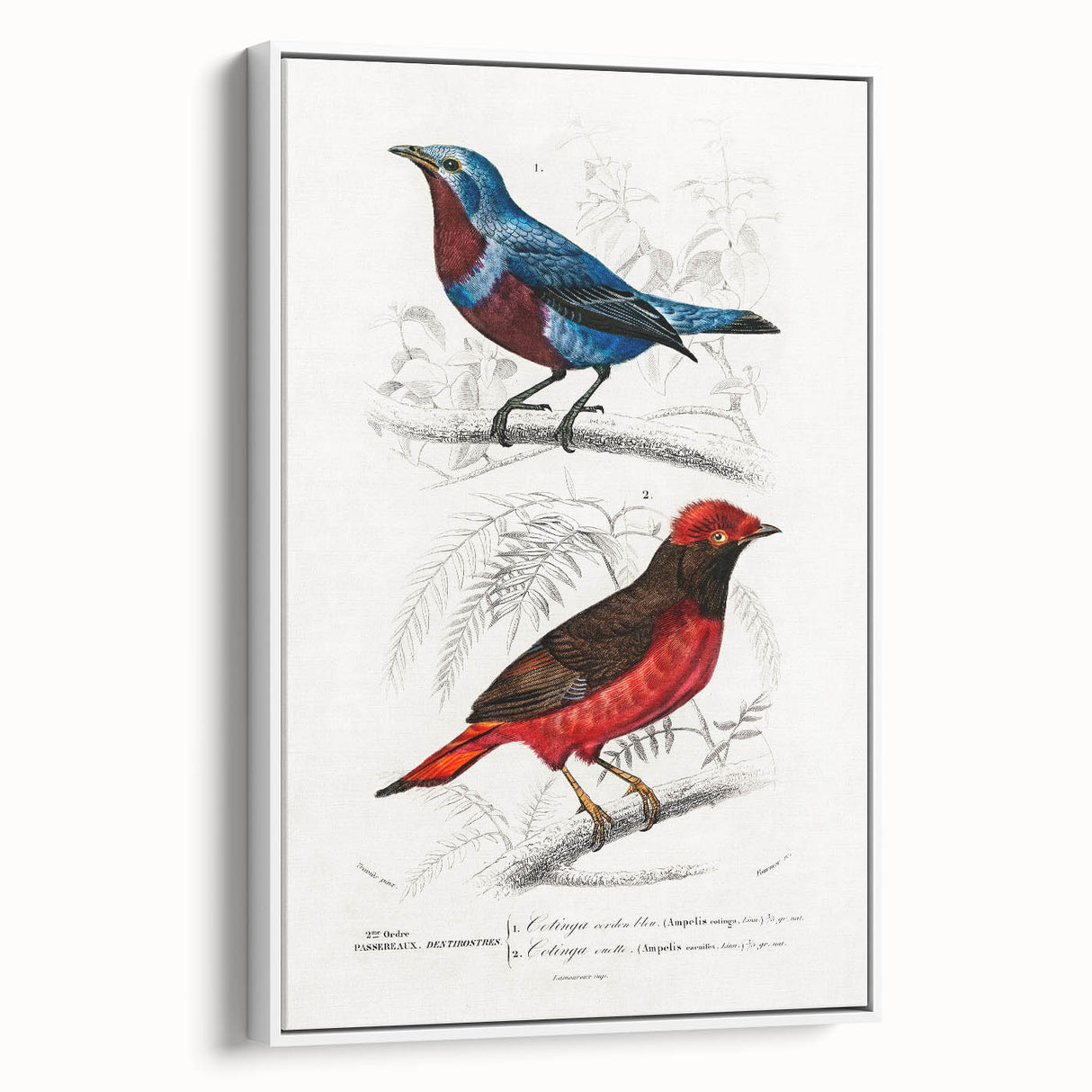 Romantic Era Art: Exotic Bird Illustrations by Charles Dessalines d’Orbigny