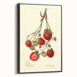 Black and white framed canvas of vintage fruit illustrations in a minimalist style, ideal for bedroom wall art.