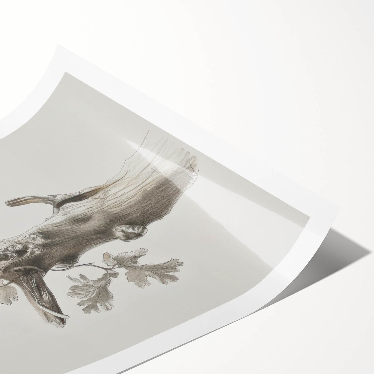 Nature Sketch - Monochrome Tree Trunk Living Room Wall Art