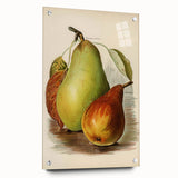 Realism Art Print of Vintage Pear Illustration - Classic Fruit Study