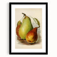 Realism Art Print of Vintage Pear Illustration - Classic Fruit Study