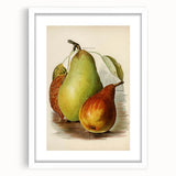 Realism Art Print of Vintage Pear Illustration - Classic Fruit Study