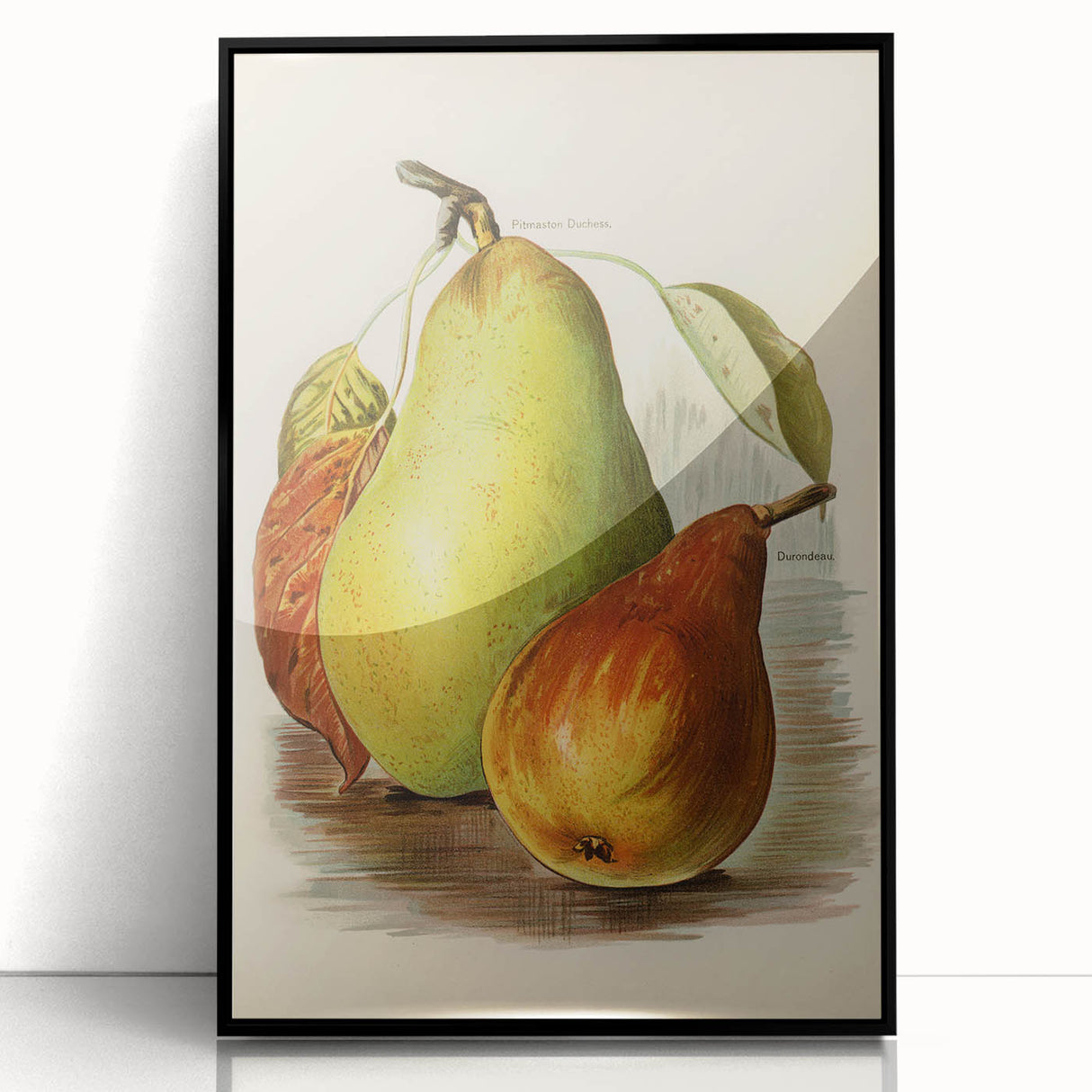 Realism Art Print of Vintage Pear Illustration - Classic Fruit Study