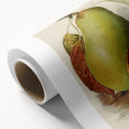Realism Art Print of Vintage Pear Illustration - Classic Fruit Study