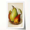 Realism Art Print of Vintage Pear Illustration - Classic Fruit Study