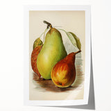 Realism Art Print of Vintage Pear Illustration - Classic Fruit Study