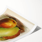 Realism Art Print of Vintage Pear Illustration - Classic Fruit Study