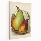 Realism Art Print of Vintage Pear Illustration - Classic Fruit Study
