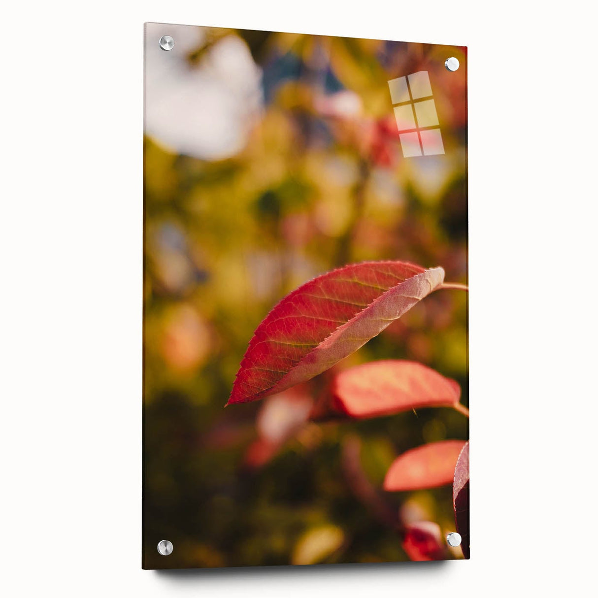 Large abstract wall art depicting autumnal trees in orange and red tones on acrylic glass.