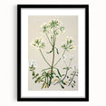 Realism Art Print of New Zealand Gentian - Vintage Botanical Illustration