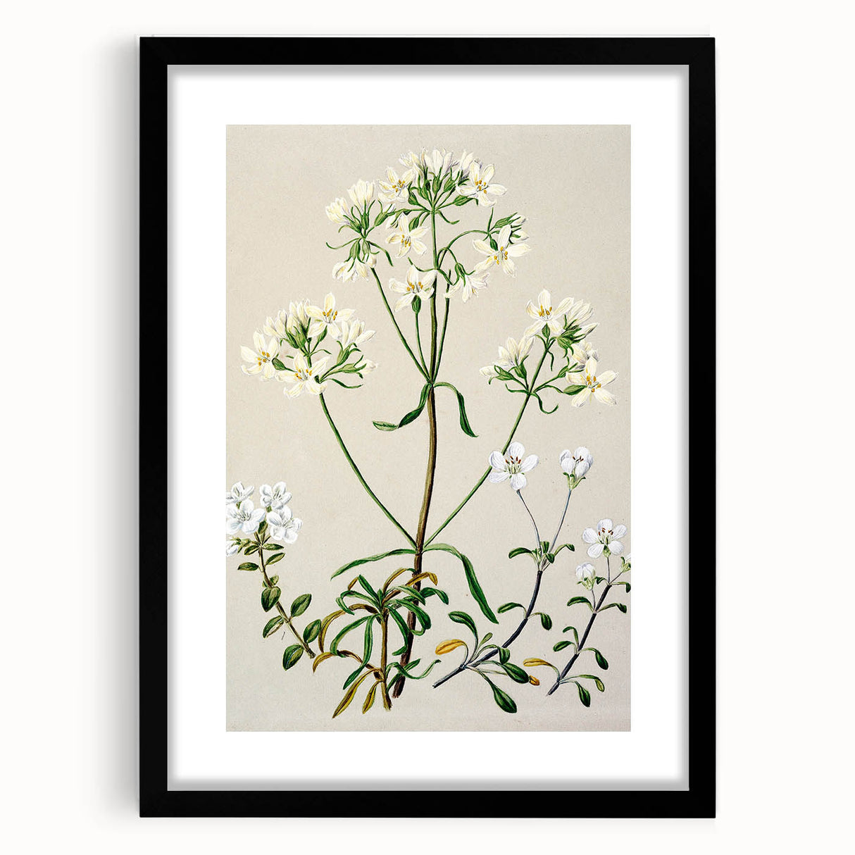 Realism Art Print of New Zealand Gentian - Vintage Botanical Illustration