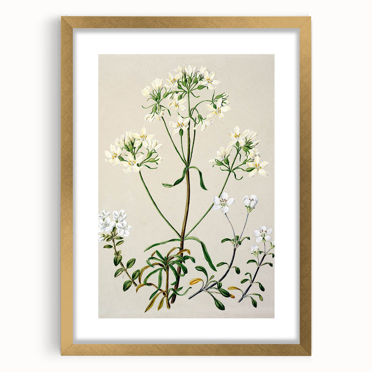 Realism Art Print of New Zealand Gentian - Vintage Botanical Illustration
