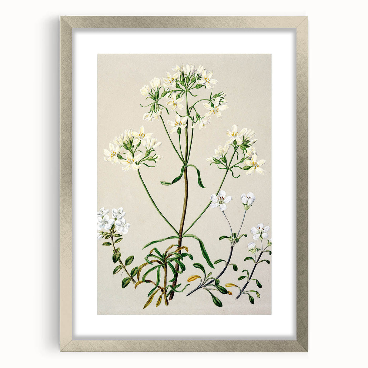 Realism Art Print of New Zealand Gentian - Vintage Botanical Illustration