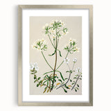Realism Art Print of New Zealand Gentian - Vintage Botanical Illustration