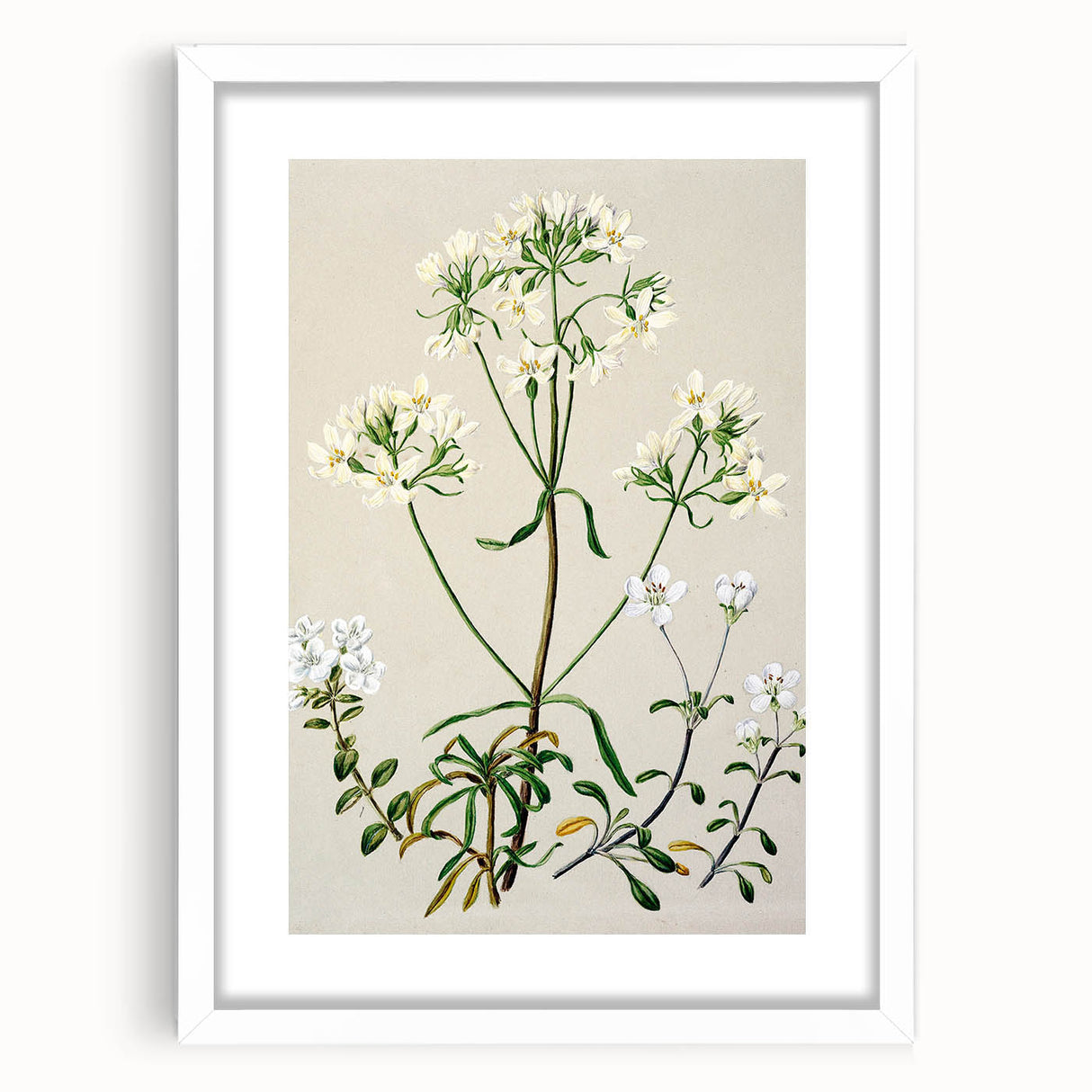 Realism Art Print of New Zealand Gentian - Vintage Botanical Illustration