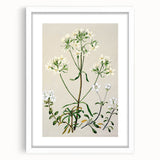 Realism Art Print of New Zealand Gentian - Vintage Botanical Illustration