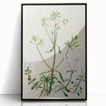 Realism Art Print of New Zealand Gentian - Vintage Botanical Illustration