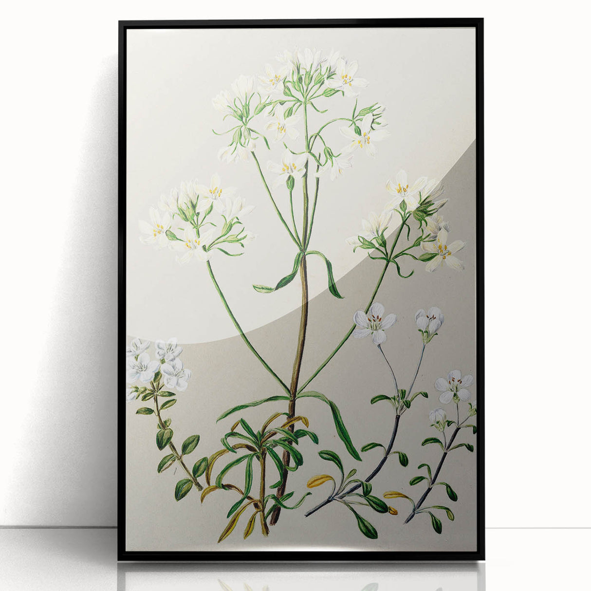 Realism Art Print of New Zealand Gentian - Vintage Botanical Illustration