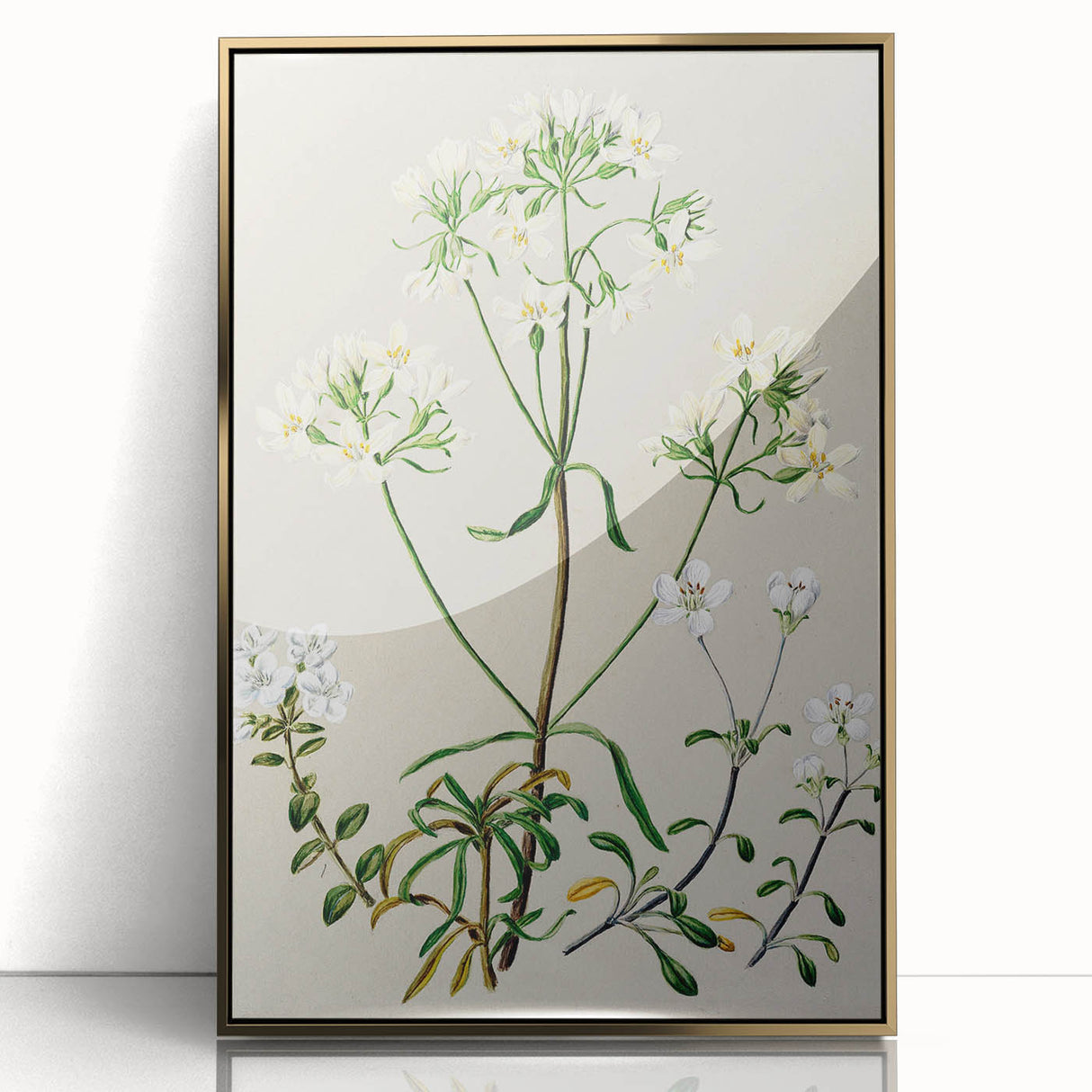 Realism Art Print of New Zealand Gentian - Vintage Botanical Illustration