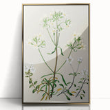 Realism Art Print of New Zealand Gentian - Vintage Botanical Illustration