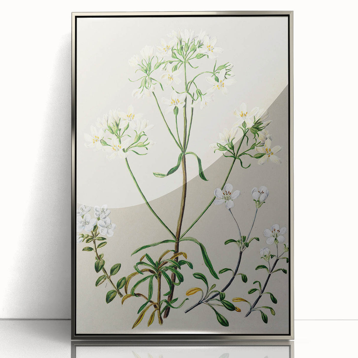 Realism Art Print of New Zealand Gentian - Vintage Botanical Illustration
