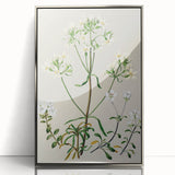 Realism Art Print of New Zealand Gentian - Vintage Botanical Illustration