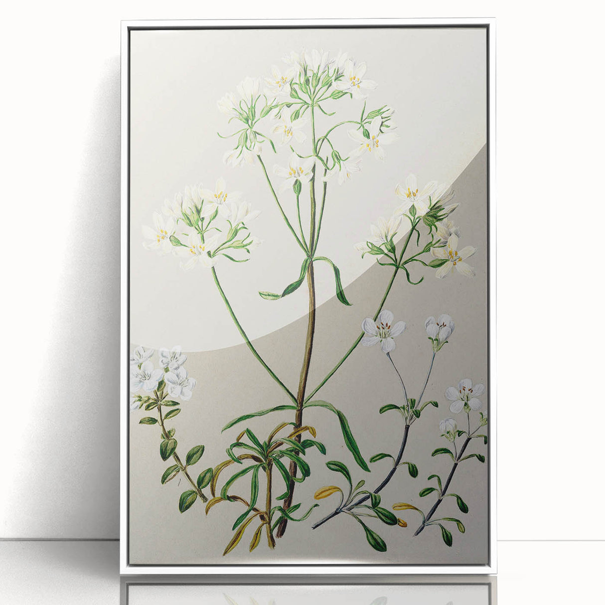 Realism Art Print of New Zealand Gentian - Vintage Botanical Illustration
