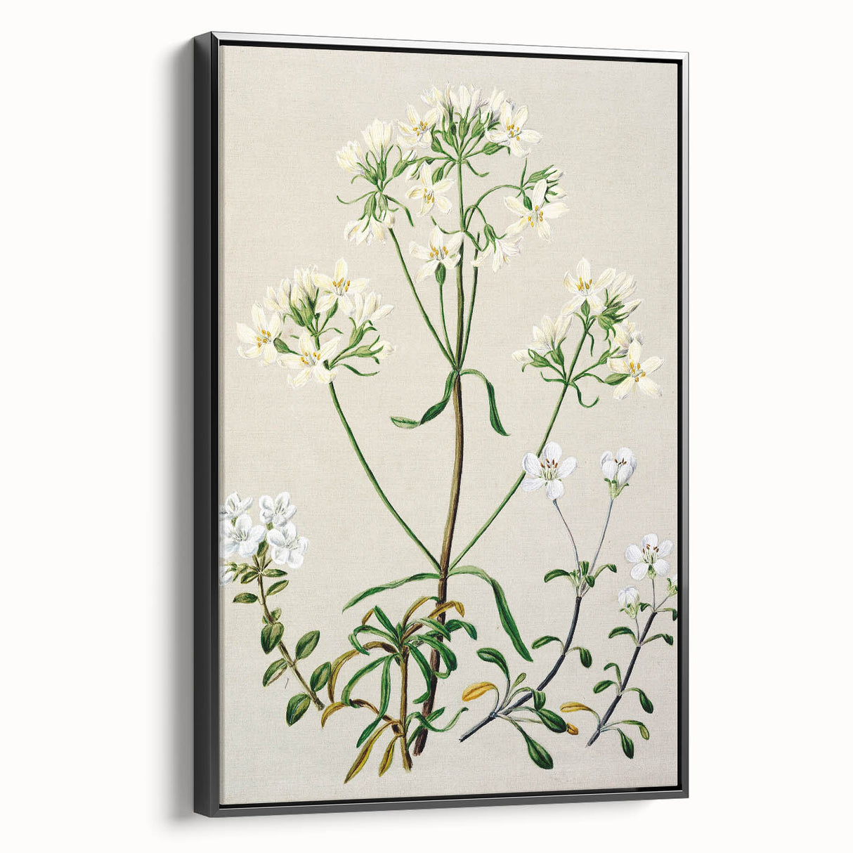 Realism Art Print of New Zealand Gentian - Vintage Botanical Illustration
