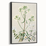 Realism Art Print of New Zealand Gentian - Vintage Botanical Illustration